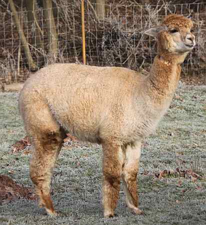 alpaca female.jpg